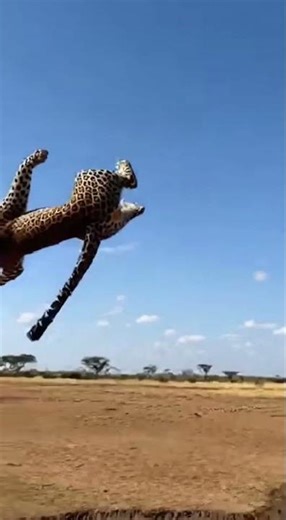 Leopard Picks Wrong Target — Rhino Destroys It 🦏💣