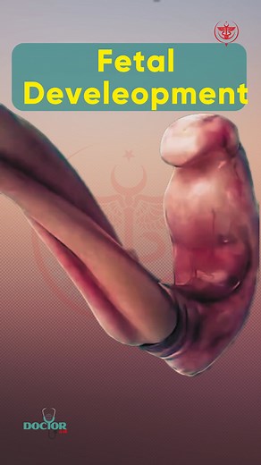 27K views · 236 reactions | Fetal Development #fetal #pregnancy #fetaldevelopment #fblifestyle | Dr. Muhammed Ziya | Facebook
