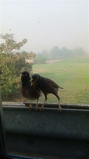 #chidiyawalavideo #birds #parrotvideo #pakshi #birdkivideo