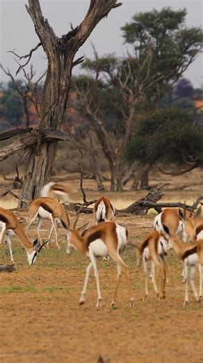 4.8K views · 85 reactions | 歷 A springbok always springs back. One loss won’t keep us down and no kiwi can stop the leap!  We’re backing the Boks to bounce back big in the rematch this weekend.  #GoBokke #ForeverGreenForeverGold #Springboks | WWF South Africa | Facebook