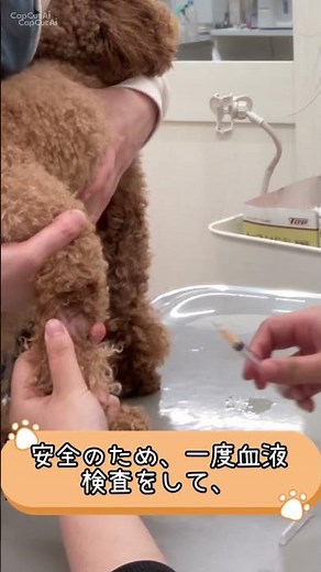 Heartworm testing
