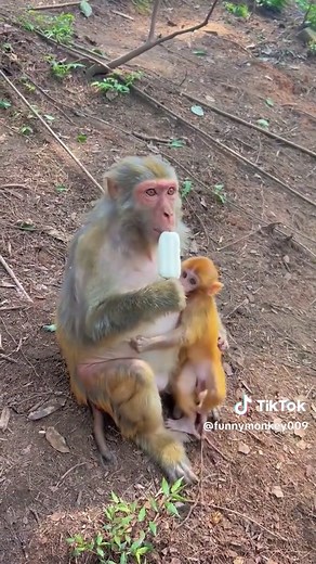 MONKEY GANG sur TikTok