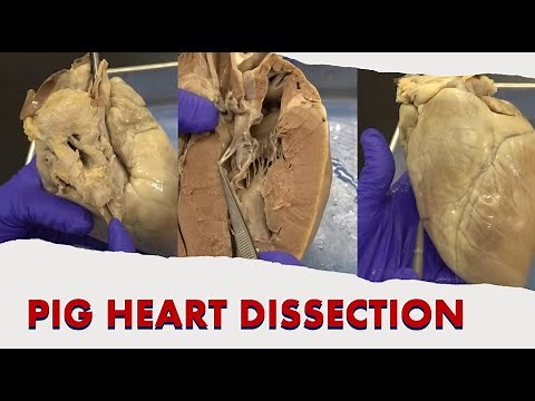 Pig Heart Dissection