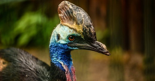 Discover 11 Modern-Day Birds That Look Like Dinosaurs