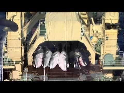 Whale Wars: Scientific Research