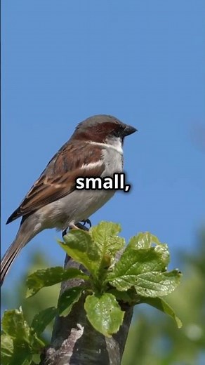 House Sparrow - Passer domesticus | Identification and Urban Habits #birdwatching #backyardbirds