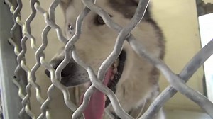 19K views · 597 reactions | RETURNED TO OWNER - moved to SAFE Album...