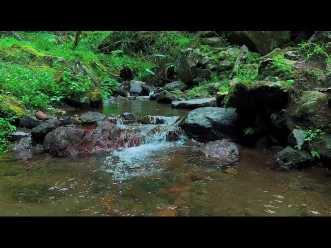 Calming River Stream Ambience for Sleep and Peaceful Night | Deep Relaxation Water Sound Therapy