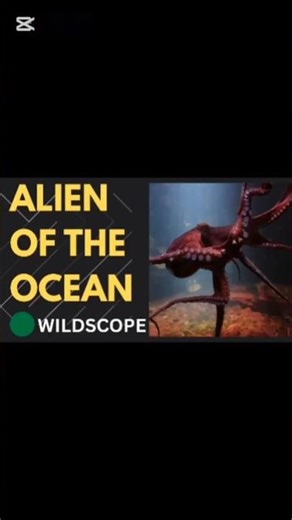 The Octopus: Alien of the Ocean