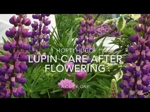 How to care for Lupins after flowering