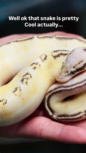 how to convince someone snakes are cool #snakes #ballpython