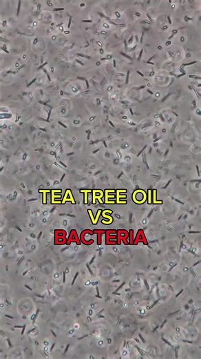 #teatreeoil #bacteria | tea tree oil