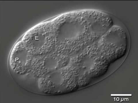 C. elegans cell lineage