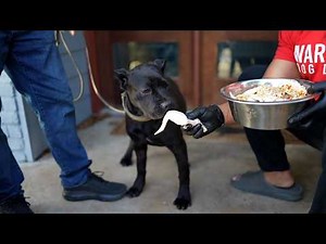 Feeding School: How to Transition to Raw Chicken (Step by Step)