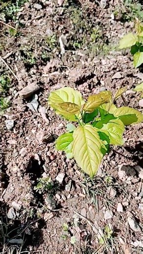 G969 rootstock is ready to fly ✈️#Genevarootstock #ihavethisthingwithplants #farming