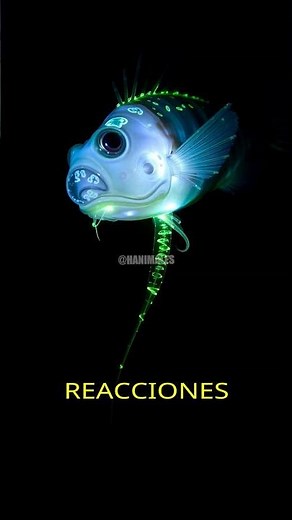 Glowing Fish 💡 Light in the Darkness