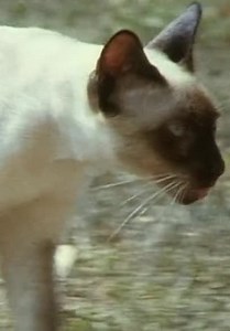 Amazing Animals S01:E25 - Our Spiritual Life With The Animals (Pt. 3)