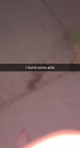 Fascinating Ant Behavior Revealed: Midnight Ants Feeding and More!