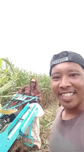 Mesin Panen Jagung CHD3: Efisiensi dan Keunggulan