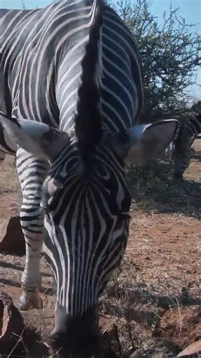 This zebra decided to snack right next to the Cat Eye camera, giving us the perfect front-row view of those beautiful stripes and gentle munching sounds. Who else could watch zebras graze all day long? #Zebra #Wildlife #CatEye #SafariLive #Africa #Stripes #NatureLovers #WildlifePhotography | Africam
