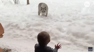 Pack of wolves visit a family's cabin in Montebello, Quebec