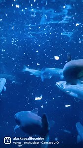 Time to feed the coho salmon at the ASLC! Our aquarist feed krill to these speedy salmon. You can see this famous Alaskan species in various stages of life when you visit! | Alaska SeaLife Center