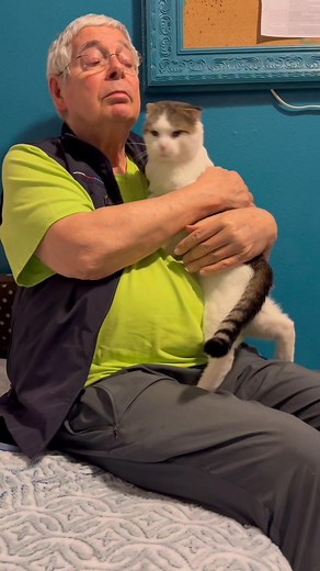 2.9K views · 121 reactions | Check out our adoptable Scottish fold boy Lantana with our volunteer Bernd. This is how this handsome boy is with all the people. He will be at our adoption center this weekend. If you are looking for a velcro cat, look no further than Lantana. Inquiries can be sent directly to saveacat@comcast.net or inquire at adoption center in person Saturday or Sunday 12-5 PM =^..^= | Save A Purrfect Cat Rescue | Facebook