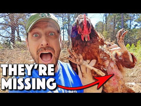 Chickens Molting Or Something Else? 9 REASONS Chickens LOSE Feathers And What To Do About It!