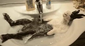 5.8K views · 49 reactions | water chilling GIF  | Funny GIFs | Facebook