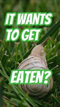 Zombie Snails: When Parasites Take the Wheel