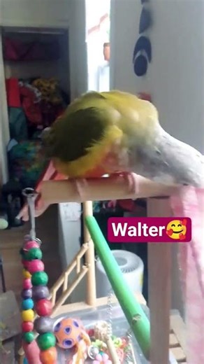 Walter the conure doing his silly dance & saying "Yep"🥰