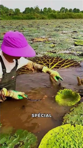 What is this Gorgon plant that hides a secret fruit?