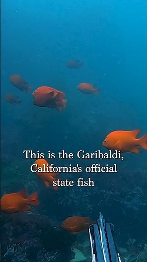 The Goldfish of the Pacific