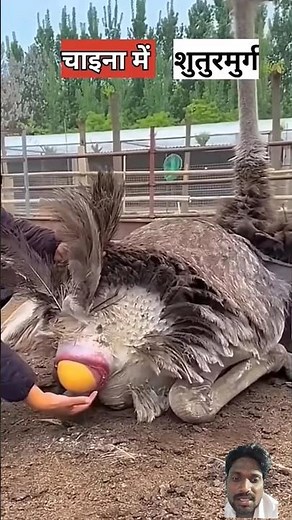 शुतुरमुर्ग क्यों पालते हैं🤔#shortsvideo #trending