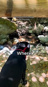 78K views · 3.8K reactions | Dog’s Final Moments凉 . . #shorts #story #heartwarming #hearttouching #viralvideo #ViralVideo #MustSee #TrendingNow #ShareTheLove #FeelGoodFeed #InternetGold #ReelGoodStory #GoingViral | ViralVibes | Facebook