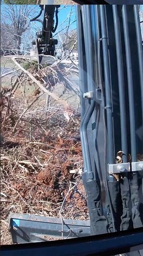 Clearing Trees Quickly And Safely