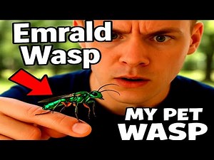 Emrald Cockroach Wasp As A Pet!emerald cockroach wasp birth;Emerald Wasp Terrarium#insects #animals