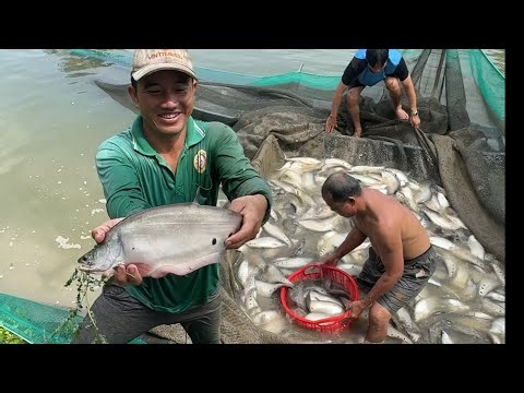 Phụ Chú 3 Thu Hoạch Cá Thác Lác Cườm Và Câu Rô Mề Nấu Chua Lá Me Ngậu Hết Xảy.Góc Làng Quê