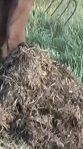 76K views · 705 reactions | Comment faire un compost rapidement ? | Permaculture Agroécologie Etc | Facebook