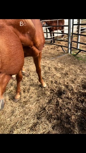 What is Botfly Infection in Horses? Parasitic infections are extremely common in horses since they naturally live outside. One of the most common parasite infections are bots. Horse bots are the larvae of botflies, Gasterophilus spp. There are several species of botflies that can affect horses. While this is one of the most common parasitic infections, it generally leaves horses unaffected and is easily treated. Types of Gasterophilus There are three types of Gasterophilus species that can affec