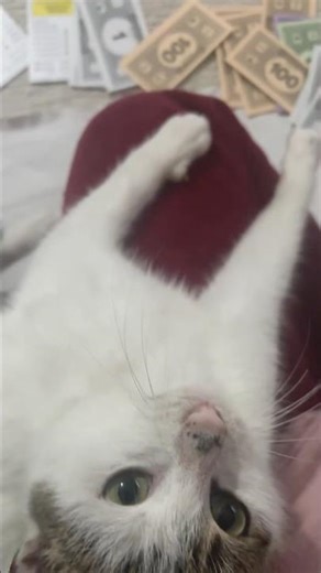 Cat playing Monopoly