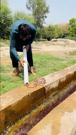 Helping Snakes: Rescue Stories