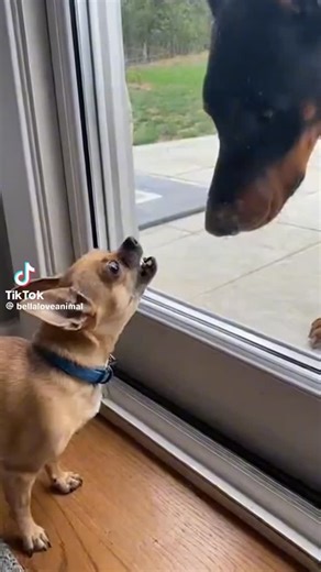 Luxury Kennel 🇯🇲 on Instagram: "#Smartmove #puppylove"