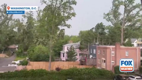 Watch: Tree collapses during thunderstorms in Washington, D.C.