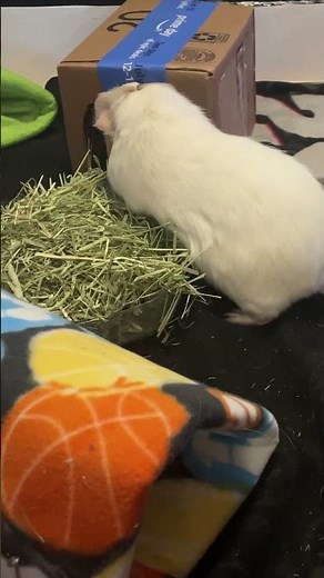 Guinea Pigs Behaviour Teeth Chattering