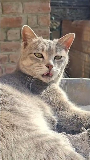 Local cat adjusting everywhere 😄 #catshorts #cat #catlovers