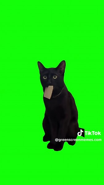 #meme #greenscreen #memes #greenscreenmemes #fyp #meme #memevideo #workmemes #relatable #funnyvideo #idgaf #memecontenyt #trending #officehumor #capcutedit #memecut #funnyreels #memeoftheday #tiktok #ig #bestoftiktok