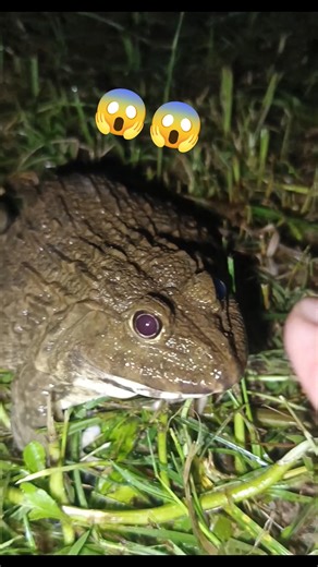 DARE you CATCH ME !🐸😱😁 #frog #animals #funny #short