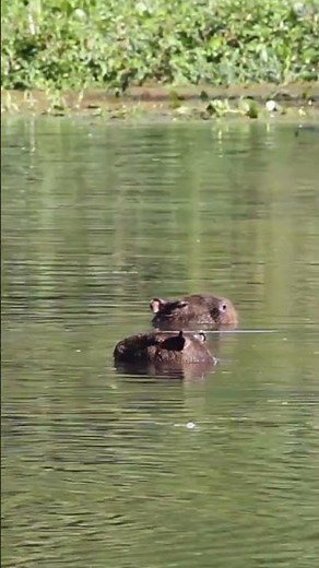 Capybara goes for a swim in Brazil #Brazil #capybara #wildlife