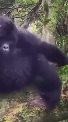 Deslize #educação #petsfofinhos #lançamento